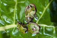 Nezara viridula
