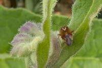 Lygus pratensis