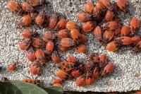 Pyrrhocoris apterus