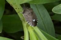 Holcostethus sphacelatus