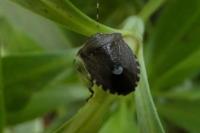 Holcostethus sphacelatus