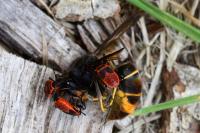 Pyrrhocoris apterus