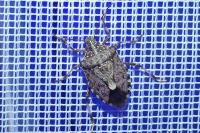 Halyomorpha halys