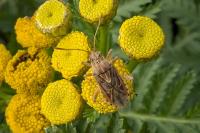 Stictopleurus abutilon
