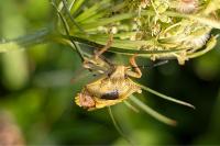 Carpocoris purpureipennis