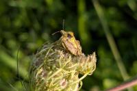 Carpocoris purpureipennis