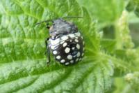 Nezara viridula