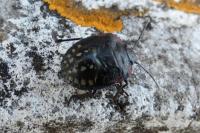 Nezara viridula