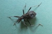 Himacerus