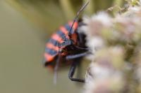Graphosoma italicum
