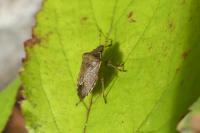 Peribalus strictus