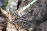 Camptopus lateralis