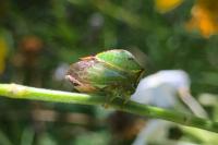 Stictocephala alta
