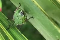 Nezara viridula
