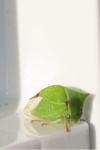 Stictocephala alta