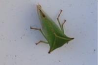 Stictocephala alta