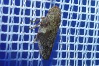 Aphrophora alni