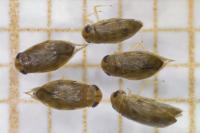Micronecta griseola