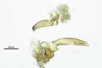 Micronecta griseola