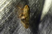 Aphrophora alni