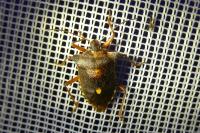 Pentatoma rufipes