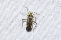 Adelphocoris lineolatus