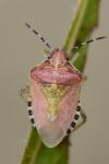 Dolycoris baccarum