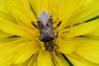 Stictopleurus punctatonervosus