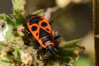 Pyrrhocoris apterus