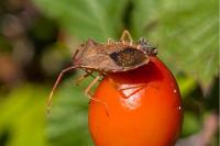 Gonocerus acuteangulatus