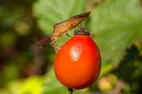 Gonocerus acuteangulatus