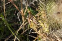 Carpocoris purpureipennis