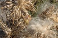 Carpocoris purpureipennis