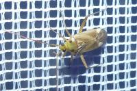 Adelphocoris lineolatus