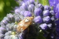 Lygus pratensis