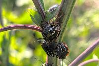 Nezara viridula