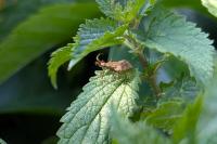 Coreus marginatus