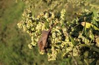 Coreus marginatus