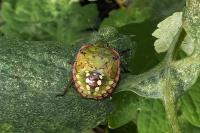 Nezara viridula