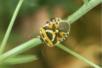 Eurydema ornata