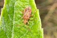 Stictopleurus abutilon