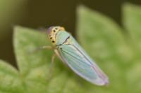Cicadella viridis