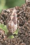 Stictopleurus