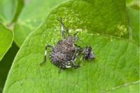 Halyomorpha halys