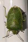 Nezara viridula