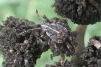 Stictopleurus