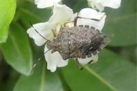 Halyomorpha halys