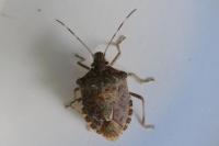 Halyomorpha halys