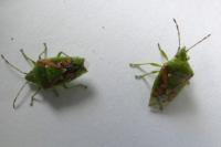 Cyphostethus tristriatus
