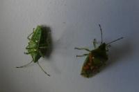 Cyphostethus tristriatus